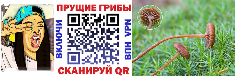 Псилоцибиновые грибы GOLDEN TEACHER  Купить закладки  Руза 